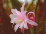 Aporophyllum Pink Duchess